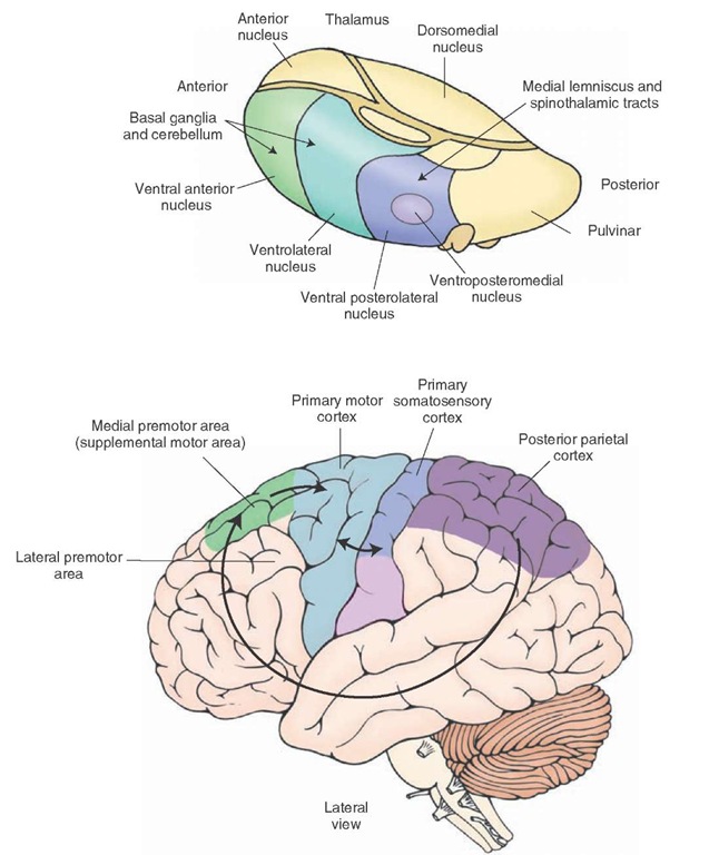 Principal afferent projections to the motor cortex. Note that the cerebellum and basal ganglia gain entry into the motor and premotor cortices via connections with the ventrolateral and ventral anterior thalamic nuclei. This diagram also illustrates several key corticocortical connections that are essential for motor functions of the cerebral cortex. These include connections from the posterior parietal cortex (areas 5 and 7) to the premotor and supplementary motor cortices, connections from area 6 (supplementary and premotor cortices) to the primary motor cortex (area 4), and connections from the primary somatosensory cortex (areas 3, 1, and 2) to the primary motor cortex.
