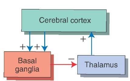 The feedback circuit between the cerebral cortex and basal ganglia. Cortical inputs into the basal ganglia are excitatory (+), and the outputs of the basal ganglia back to the cortex are mediated through the thalamus. Because the outputs of the thalamus to the cortex are generally excitatory (+), the inhibitory inputs into the thalamus from the basal ganglia (-) serve to dampen thalamic excitation of cortical neurons.