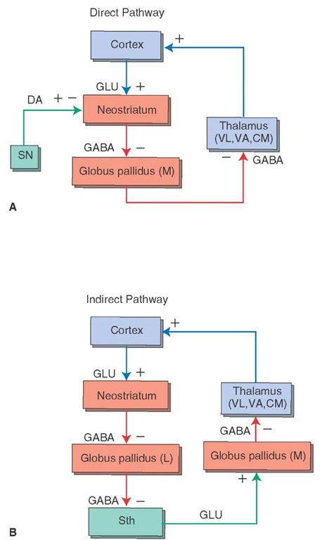 The detailed anatomical and functional nature of the input, internal, and output circuits of the basal ganglia. Note the distinction between the direct and indirect pathways. (A) The direct pathway involves projections from the neostriatum to the medial (internal) pallidal segment, which in turn, projects to the thalamus and then to the cerebral cortex. (B) The indirect pathway involves projections from the neostriatum to the lateral pallidal segment (L), which in turn, projects to the subthalamic nucleus. The subthalamic nucleus then projects to the medial pallidal segment (M), and the remaining components of the circuit to the cerebral cortex are similar to that described for the direct pathways. Red arrows depict inhibitory pathways, and blue arrows indicate excitatory pathways. The green pathways represent dopaminergic projections to the neostriatum, which have opposing effects on D, and D2 receptors (see Fig. 20-5), and the excitatory projection from the subthalamic nucleus (Sth) to the medial pallidal segment. When known, the neurotransmitter for each of the pathways is indicated. DA = dopamine; GLU = glutamate; CM = centromedian nucleus; VA = ventral anterior nucleus; VL = ventrolateral nucleus; (+) = excitation; (-) = inhibition.