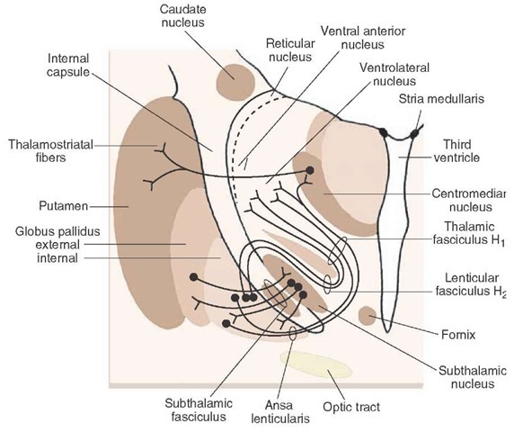 Efferent projections of the pallidum. Note that the fibers of medial pallidal segment use two pathways to supply the ventrolateral, ventral anterior, and centromedian nuclei (the ansa lenticularis and the lenticular fasciculus or H2 field of Forel). The region where fibers of the ansa lenticularis, lenticular fasciculus, and cerebelloth-alamic merge is the H, field of Forel.The subthalamic fasciculus represents reciprocal connections between the globus pallidus and subthalamic nucleus and serves as the anatomical substrate for the indirect pathway.