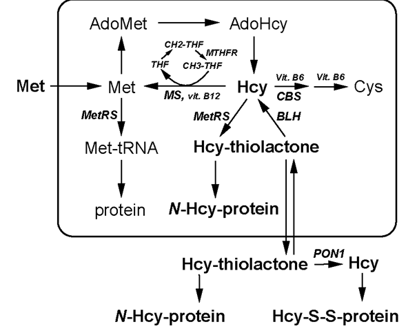Neo-self antigen, protein N-linked Hcy (N-Hcy-protein), is a byproduct of Hcy metabolism in humans.