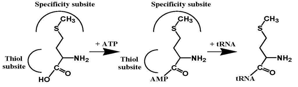  The aminoacylation of tRNA with Met catalyzed by MetRS.