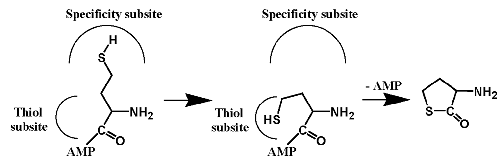 The formation of Hcy-thiolactone during Hcy editing catalyzed by MetRS.