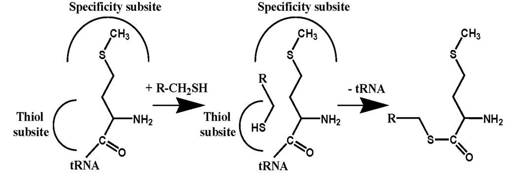 Editing in trans: The formation of methionyl thioesters catalyzed by MetRS. 