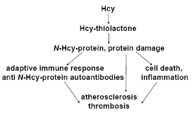 Hcy-thiolactone-mediated incorporation of Hcy into proteins leads to the induction of anti-N-Hcy-protein autoantibodies and is associated with atherosclerosis and thrombosis in humans. 