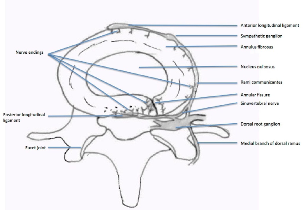 Schematic illustration of the lumbosacral intervertebral disc innervation. 