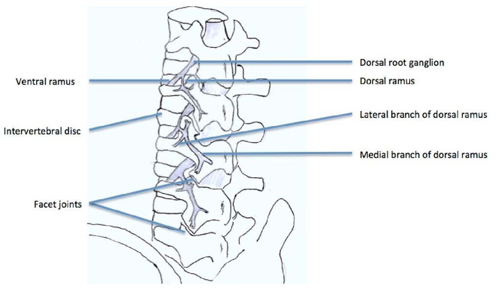 The branches of lumbar roots 