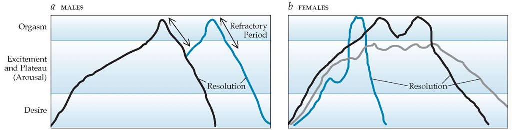 Traditional models of human sexual response are linear.14,15 In males (a), orgasm is followed by a short refractory period, after which further stimulation (blue line) can again lead to arousal and a second orgasm. Females (b) may experience a single-orgasm event (blue line), multiple orgasms (black line), or a plateau without orgasm (gray line).