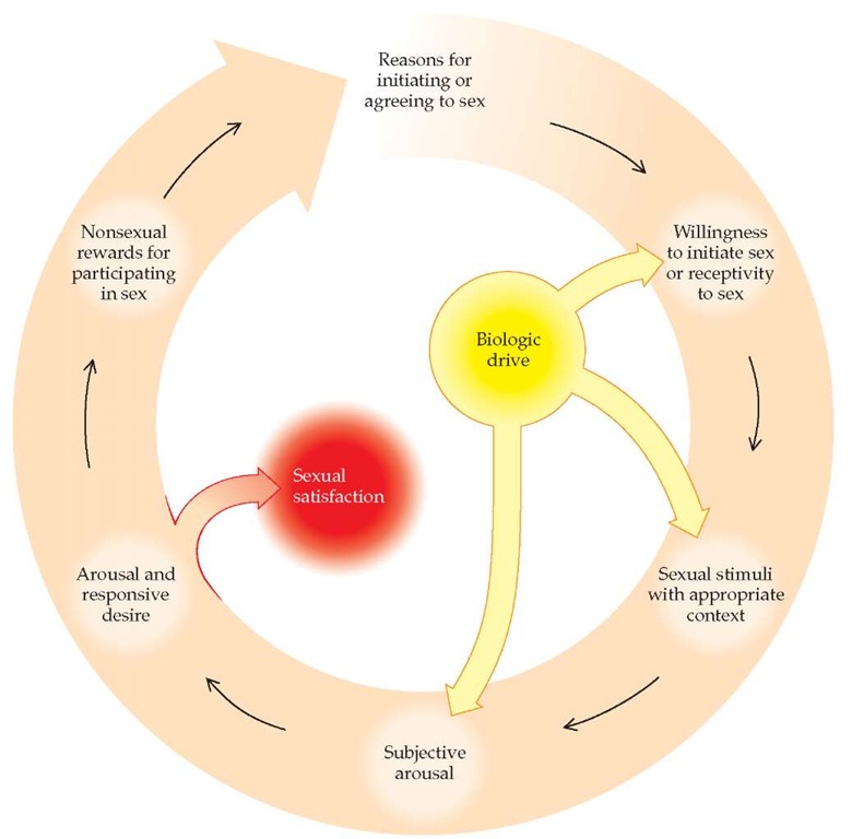 Female sexual response is most accurately described by a circular model containing multiple feedback loops.139 At several points in the cycle, sexual response can be either inhibited or stimulated by cognitive influences (e.g., negative thoughts can interrupt the response; erotica or fantasy can enhance the response). Sexual satisfaction can occur with or without orgasm. Nonsexual rewards may include emotional intimacy, feelings of well-being, or avoiding negative consequences for not participating in sex.