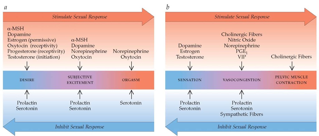 The neurobiology of female sexual response includes both central and peripheral events.27 Although these may be visualized as occurring sequentially, in reality, the physiologic and biochemical components of arousal may occur simultaneously and to some extent independently. Whether sexual desire, arousal, and orgasm are enhanced or inhibited depends on the coordinated activity of numerous bioactive substances, as well as the presence or absence of key environmental influences.