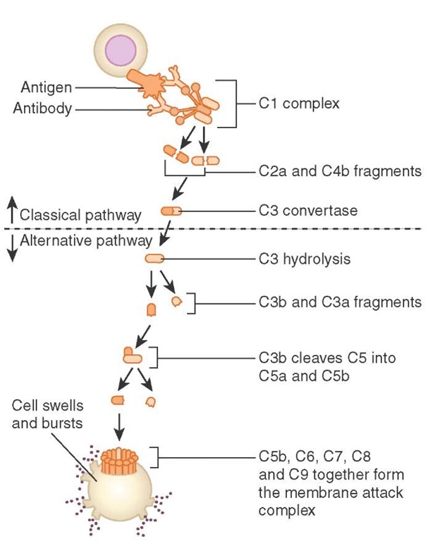 The complement system creating a membrane attack complex.