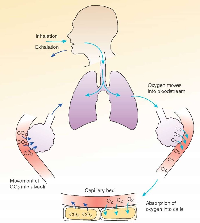 The process of respiration. 