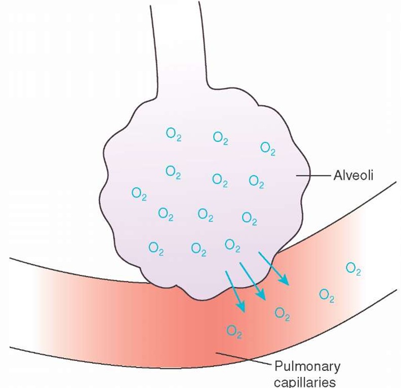 Oxygen movement across the alveoli-capillary membrane. 
