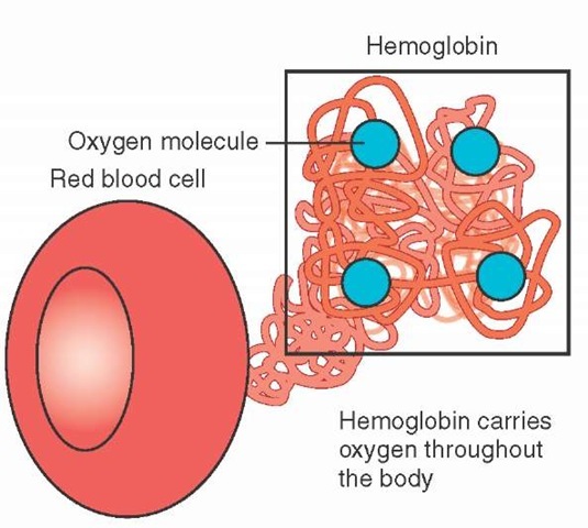 Red blood cells contain hemoglobin, the oxygen-carrying portion of the blood, which can transport up to four oxygen molecules per hemoglobin molecule. 