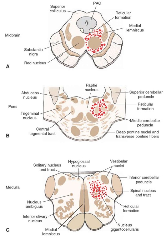 Position of the reticular formation in the brainstem. Diagrams illustrate the approximate positions of the reticular formation within the (A) midbrain, (B) pons, and (C) medulla as indicated by the dotted areas. Larger-sized dots represent magnocellular (large-celled regions), and smaller-sized dots represent parvocellular (small-celled regions). PAG = periaqueductal gray matter.