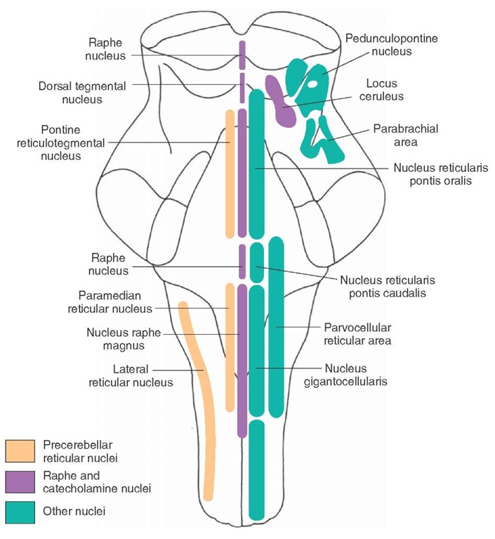 The positions of the magnocellular and parvocellular regions of the reticular formation.