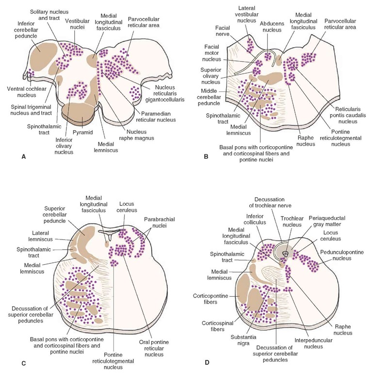 Cross sections of the brainstem. Note the principal nuclei of the reticular formation as well as other (nonreticular) nuclei situated adjacent to them. Many of these (other) nuclei make synaptic connections with nuclei of the reticular formation. (A) Medulla at level of rostral aspect of inferior olivary nucleus. (B) Level of caudal pons at the level of the abducens and facial nerves. (C) Rostral pons at level of the nucleus locus ceruleus and superior cerebellar peduncle. (D) Oblique section in which the dorsal aspect is at the level of the inferior colliculus of the caudal midbrain and the ventral aspect is at the level of the rostral aspect of the basilar pons.