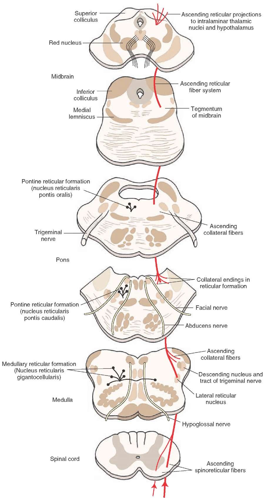 The connections of the lateral spinothalamic tract, including those made with the reticular formation.
