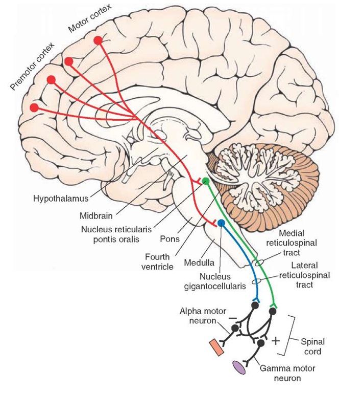 Descending motor pathways to the spinal cord from the pons and medulla. Note also that corticoreticular fibers from motor and premotor cortices modulate the activity neurons of the reticular formation that give rise to the reticulospinal tracts. In turn, reticulospinal tracts modulate the activity of alpha and gamma motor neurons. Activation of the lateral reticulospinal tract inhibits spinal reflexes (-), and activation of the medial reticulospinal tract facilitates (+) spinal reflexes.