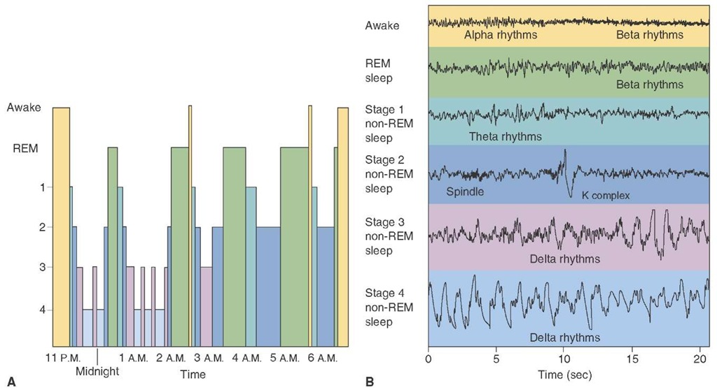 Electroencephalographs (EEG) rhythms during different stages of sleep. (A) Graph depicts the extent to which different stages of sleep are present throughout the night, beginning at 11:00 p.m. when sleep began. Initially, there were deeper periods of non-REM (rapid eye movement) sleep, which were eventually replaced by longer periods of REM sleep. The sleep cycles tended to be repeated, with the REM sleep becoming more prominent. (B) The four stages of sleep are characterized by the presence of different EEG rhythms. For example, theta rhythms are present during stage 1, sleep spindles are present in stage 2, and delta rhythms are present in stages 3 and 4. Note that, during REM sleep, the EEG displays a beta rhythm, which is characteristic of the waking state.