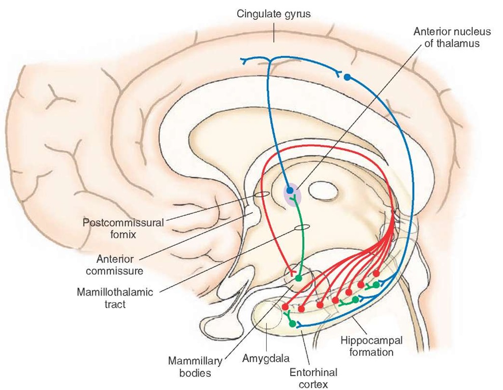Papez circuit. In the Papez circuit, hippocampal fibers project to the mammillary bodies, which, in turn, project through the mammillotha-lamic tract to the anterior nucleus. The anterior thalamic nucleus then projects to the cingulate gyrus, and the axons of the cingulate gyrus then project back to the hippocampal formation.