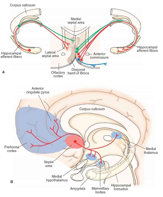 Connections of the septal area. (A) Topographically organized projections from the hippocampal formation to the septal area (left side) and topographically arranged efferent projections from the diagonal band of Broca to the hippocampal formation (rightside) (B) Diagram illustrates other projections from the septal area to the medial hypothalamus, mammillary bodies, medial thalamus, prefrontal cortex, and anterior cingulate gyrus.