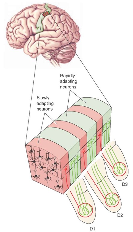  Columnar organization of somatosensory cortex. Diagram illustrates that different fingers (D1-D3) are represented on adjoining regions of somatosensory cortex. Within the area represented by each finger, there are alternating columns of neurons that are rapidly adapting (green) and slowly adapting (red). The inputs for each type of receptor for each digit are organized into separate columns.
