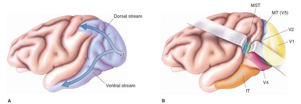 Processing of visual information outside the visual cortex. (A) Fibers mediating visual information pass both dorsally and ventrally from the primary visual cortex to both the parietal and temporal lobes. (B) The dorsal pathway also supplies neurons of the temporal and neighboring parietal cortices (labeled as MT [middle temporal gyrus] and MST [medial superior temporal gyrus]) that respond to specific directional properties of movement of objects. The ventral pathway supplies neurons of the inferotemporal (IT) aspect of the temporal lobe, which respond to faces.