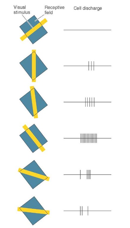 Orientation-sensitive simple cell. Illustration demonstrates that a simple cell in the primary visual cortex responds maximally to a bar of light oriented approximately 45° to the vertical. Bars of light oriented differently evoke a much weaker neuronal response, especially if the orientation is opposite of that which evokes a maximal response. When spots of light are presented, the response of the cortical neuron is much weaker and diffuses light. The basic concept involves the notion of a convergence of similar center-surround organizations that are simultaneously excited when light falls along a straight line in the retina and, thus, strikes the receptive fields of these cells. These cells then converge upon a single cell in the visual cortex, thereby establishing an excitatory region that is elongated.