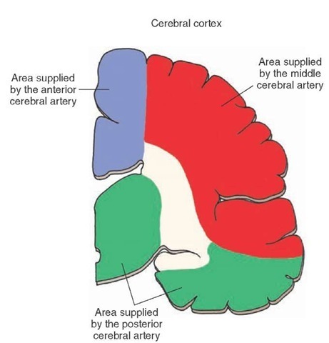 The coronal section through cortex showing the territories supplied by the anterior cerebral (blue), middle cerebral (red), and posterior cerebral (green) arteries.