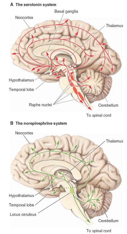 Serotonergic and noradrenergic pathways in depression. Schematic diagrams illustrating the distribution of the: (A) serotonergic pathways that arise from the raphe nuclei, and (B) noradrenergic pathways that arise from the nucleus locus ceruleus and other regions of the brainstem reticular formation. Both of these monoaminergic systems project to all parts of the central nervous system, but in particular, to the forebrain.