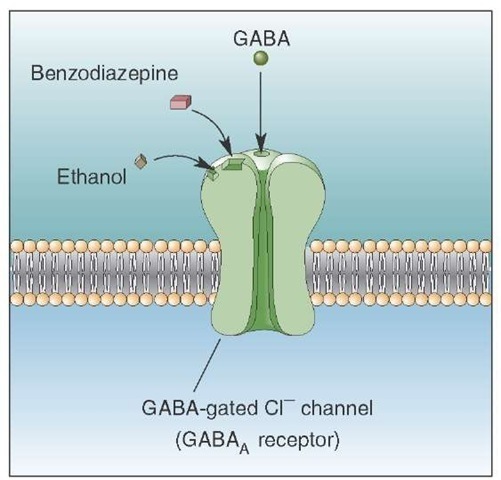 Benzodiazepines, ethanol, and gamma aminobutyric acid (GABA) receptors. Benzodiazepines and ethanol act on the GABAa subunit of the GABA receptor. When GABA binds to GABAa receptors, the chloride channels open, and the influx of Cl- hyperpolarizes the cell. A benzodiazepine, such as diazepam, increases the affinity for the receptor for GABA and, consequently, increases Cl- conductance and the hyperpolarizing current. For this reason, this drug has been used successfully for the treatment of anxiety disorders. 