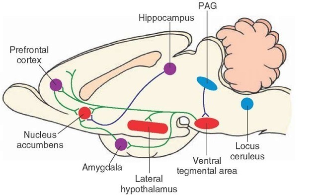  A key brain-reward circuit. Intracranial self-stimulation follows stimulation along the medial forebrain bundle, which links the nucleus accumbens with the lateral hypothalamus, ventral tegmental area, amygdala, prefrontal cortex, periaqueductal gray (PAG), and brainstem monoaminer-gic cell groups. The sites where drug action is believed to occur include mainly the nucleus accumbens. Several mechanisms may be present in this scheme. One such mechanism involves an enkephalinergic projection from the PAG to the ventral tegmental area, which inhibits gamma aminobutyric acid (GABA)-ergic neurons in the ventral tegmental area (not shown in this figure) that normally inhibit dopamine neurons in the ventral tegmentum. Excitation of the PAG would, therefore, inhibit the GABAergic inhibiting mechanism and, thus, result in the release of dopamine into its target regions in the forebrain, including the nucleus accumbens. A second possibility involves inputs from limbic structures, such as the amygdala, hippocampal formation, and prefrontal cortex, that possibly use a glutamatergic mechanism. This kind of mechanism could then further excite neurons in the nucleus accumbens subserving the rewarding properties of drugs of abuse. A third element involves the possible role of the locus ceruleus, whose noradrenergic neurons project to much of the forebrain, including the nucleus accumbens. The actions of these noradrenergic neurons may serve to further potentiate the actions of neurons in the nucleus accumbens with respect to the reward mechanism.