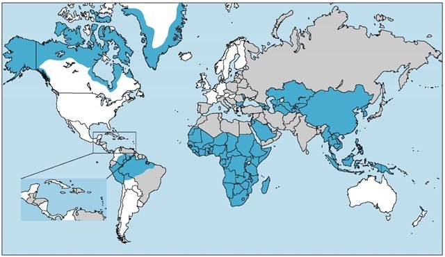 Hepatitis B is highly endemic in those countries shaded blue (prevalence > 8%). Those regions shaded gray, where the prevalence is 2% to 7%, are considered to be of intermediate endemicity. The prevalence of hepatitis is less than 2% in the white areas of the map.
