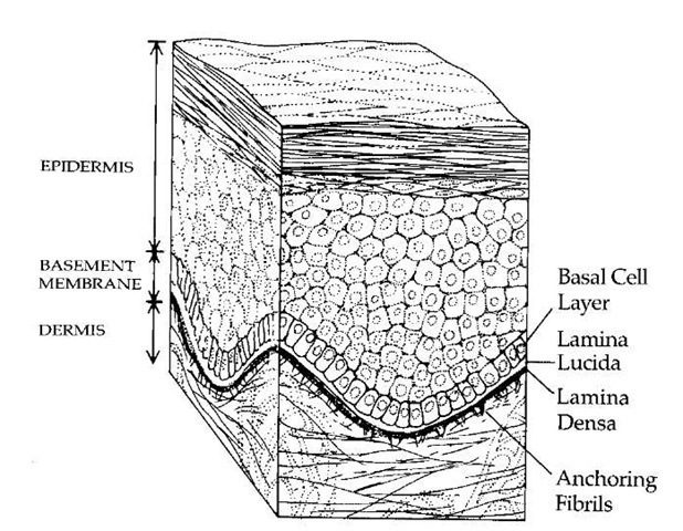 Three major forms of epidermolysis bullosa (EB) have been recognized: EB simplex, in which a split occurs within the basal cell layer; junctional EB, which is characterized by separation within the lamina lucida; and dystrophic EB, in which separation occurs below the basement membrane zone.