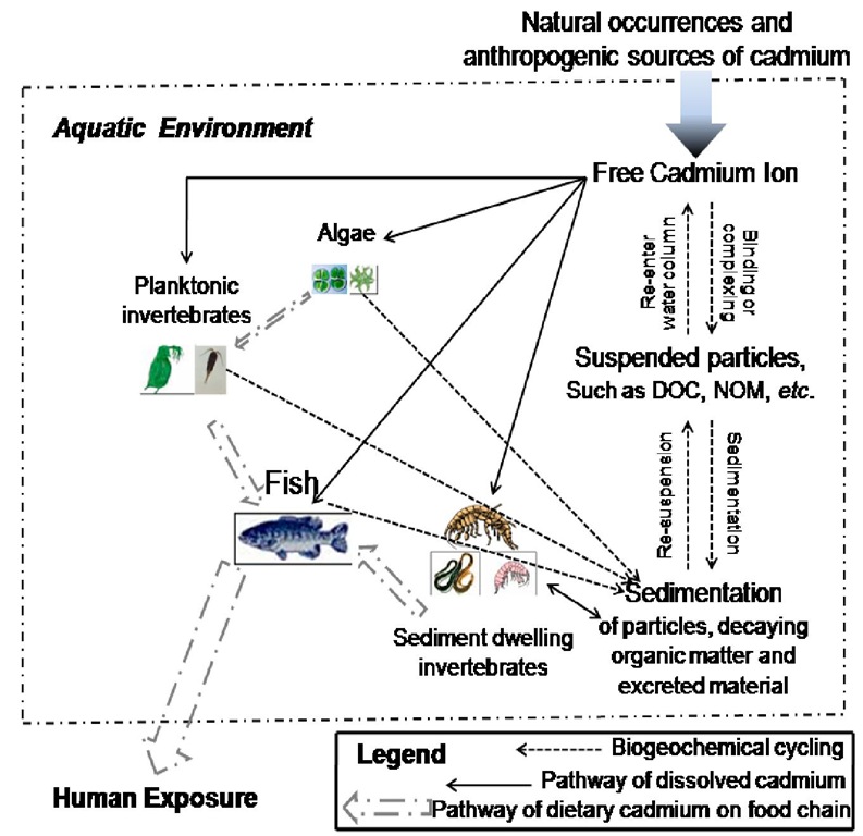 The possible routes of aquatic organism exposure to cadmium (direct uptake from water phase or through food uptake). 