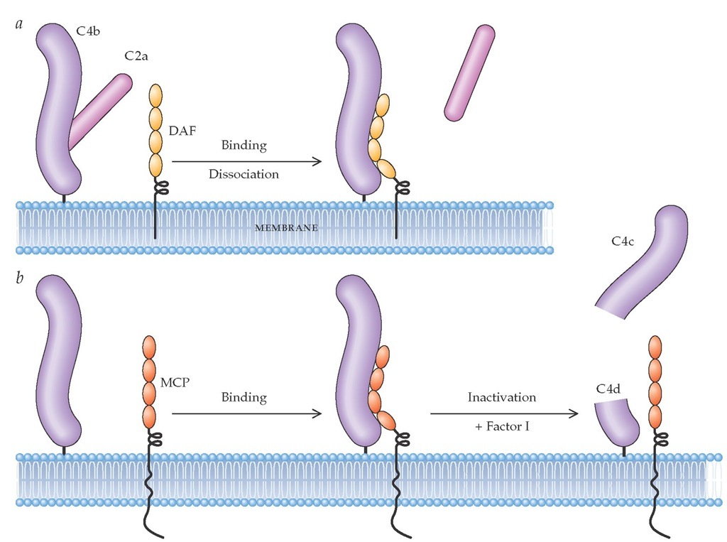 The membrane proteins decay-accelerating factor (DAF) and membrane cofactor protein (MCP) regulate the C3 and C5 convertases.35 These proteins function by disassembling the convertases (decay-accelerating activity), by facilitating proteolytic inactivation, or by both processes. In the classical pathway, the components of C3 convertase are the proteases C4b and C2a. Decay-accelerating activity (a) occurs when DAF binds C4b, displacing the C2a. Proteolytic inactivation (b) occurs when MCP, in concert with the serine protease factor I, cleaves C4b; this prevents C4b from interacting with newly formed C2a. The residual bound C4d has no known biologic activity. In the classical pathway, C5 convertase (which consists of a C4bC2a with an attached C3b) is similarly inactivated by decay-accelerating activity. Although C3 and C5 convertases in the alternative pathway have a different structure, they are disassembled in an identical fashion by DAF and MCP.