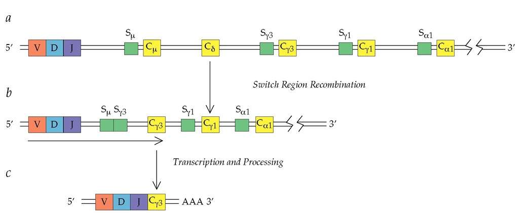 In the booster response, a plasma cell switches from IgM production to IgG production, a process called class switching. In this hypothetical model of heavy-chain class switching to Cy3, the heavy-chain C-region exon clusters (yellow) and the switch regions (green) are indicated (a). The switch region is a stretch of DNA that directs the deletion events. In this model, recombination of the switch regions S^ and Sy3 and the deletion of the intervening DNA occur first to produce a DNA sequence in which the gene for Cy3 has been brought into close proximity to the V-D-J segment (b). Further processing and transcription of this DNA yields the messenger RNA (mRNA) encoding IgG3 (c).