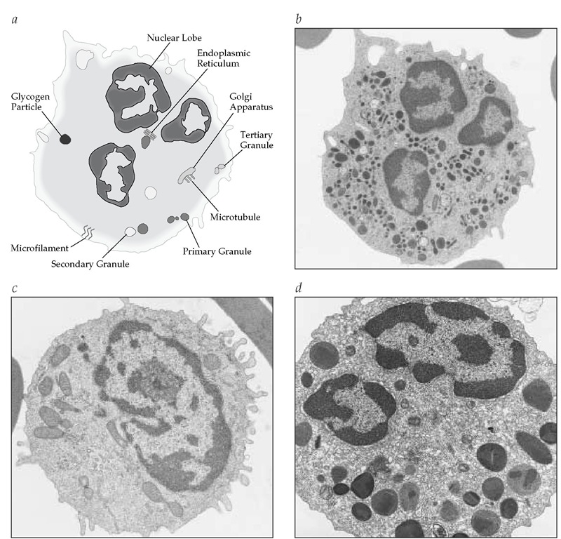 Shown are a schematic diagram of a neutrophil (a), a corresponding electron micrograph of a neutrophil (b), and electron micrographs of a monocyte (c) and an eosinophil (d).
