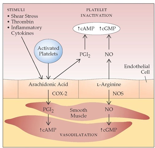  Significant synergism exists between nitric oxide (NO) and prostacyclin (PGI2), leading to platelet inactivation and vasodilatation. The enzyme prostaglandin endoperoxide H synthase-1 (PGHS-1) converts arachidonic acid into PGI2 in endothelial cells. PGI2 activates adenylate cyclase, which leads to an increase in intracellular cyclic adenosine monophosphate (cAMP), inhibiting platelet aggregation and inducing vasodilatation. NO, formed from L-arginine, stimulates production of cyclic guanosine monophosphate (cGMP). Cyclooxygenase-2 (COX-2) is the induced isoform of PGHS; its formation presumably results from hemodynamic shear in the circulation. NO formation is catalyzed by NO synthases (NOS).