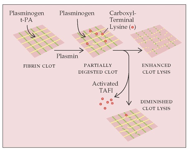 Plasma carboxypeptidase is a thrombin-activatable fibrinolysis inhibitor (TAFI). When fibrin is degraded by plasmin, new carboxyl-terminal lysines are exposed in the partially digested clot. These lysines provide additional sites for plasminogen incorporation and activation in the clot, setting up a positive feedback loop in clot lysis. Thrombin activates carboxypeptidase-B in plasma, which removes the exposed carboxyl-terminal lysines and prevents further plasminogen incorporation into the clot.