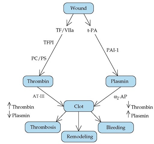 Exposure of tissue factor at a vascular wound initiates the clotting cascade. Generation of thrombin and deposition of a fibrin clot occur simultaneously with release of t-PA from the damaged epithelium and conversion of plasminogen to plasmin. Plasmin then lyses the clot. When these two pathways work in coordinated symmetry, a clot is laid down to stop bleeding, and clot lysis and remodeling follow. (a2-AP—a2-antiplasmin; AT-III—antithrombin III; PAI-1—plasminogen activator inhibitor-1; PC/PS—protein C/protein S; TF—tissue factor; TFPI—tissue factor pathway inhibitor; t-PA—tissue-type plasminogen activator)