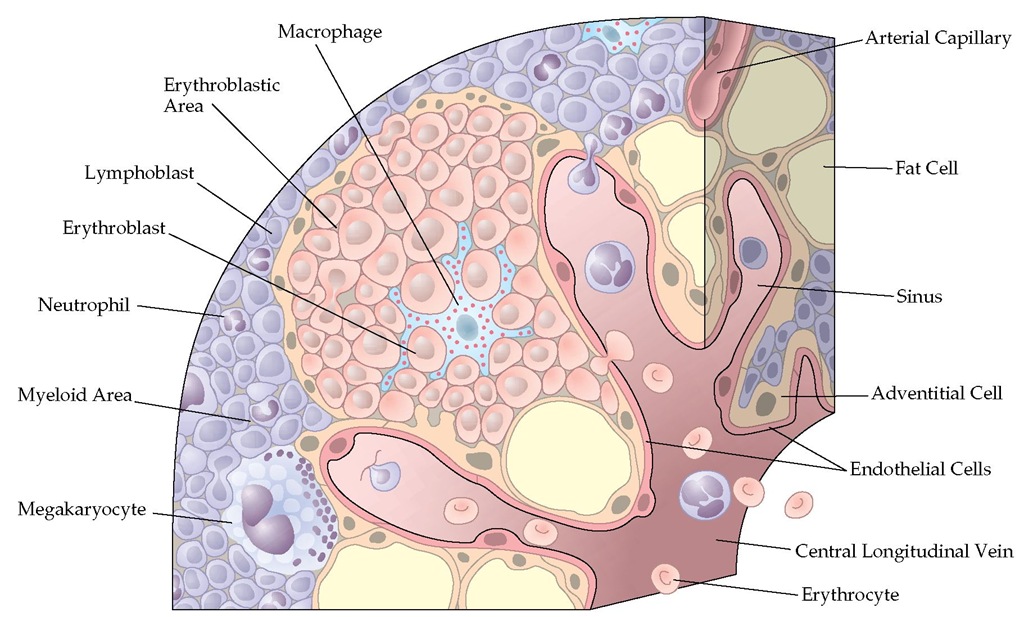 The architecture of the bone marrow showing the various types of cells.