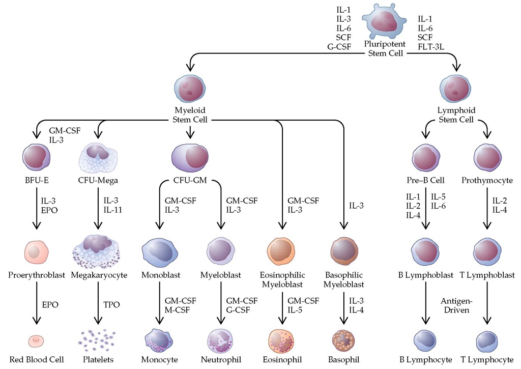  The pattern for development of various types of blood cells in the bone marrow. (BFU-E—burst-forming unit-erythroid; CFU-GM—colony-forming unit-granulocyte-macrophage; CFU-mega—colony-forming unit-megakaryocyte; EPO—erythropoietin; EPOR—surface component of the erythropoietin receptor; FLT-3L—fms-like tyrosine kinase 3 ligand; G-CSF—granulocyte colony-stimulating factor; GM-CSF—granulocyte-macrophage colony-stimulating factor; IL— interleukin; M-CSF—macrophage colony-stimulating factor; TPO—thrombopoietin; SCF—stem cell factor)