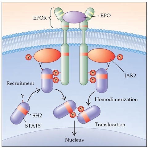 A model of how hematopoietic growth factors interact with their receptors to initiate cell proliferation. (EPO—erythropoietin; JAK2—Janus kinase 2; SH2—Src homology 2; STAT5—signal transducer and activator of transcription 5)