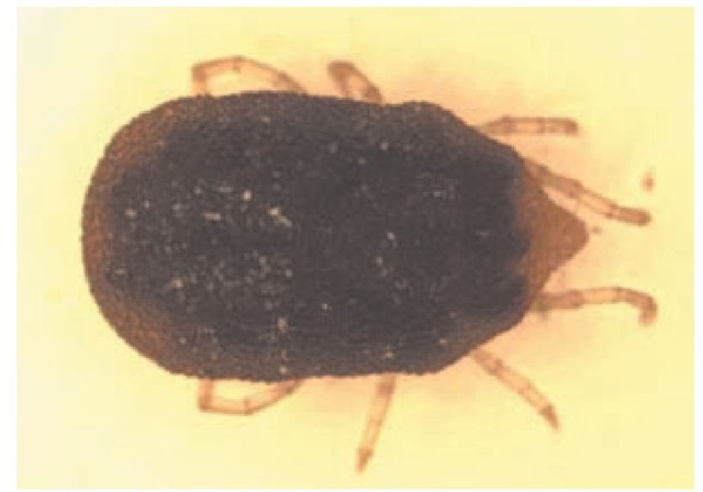 Ornithodorus, or soft tick, is the vector of the Borrelia species that causes tick-borne relapsing fever. Adult ticks are approximately 2.5 mm in size—about the size of a sesame seed.