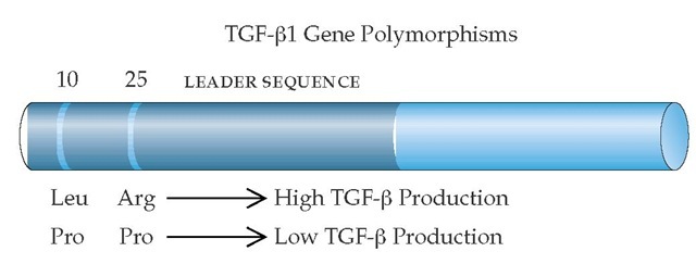 Single-nucleotide polymorphisms have been identified in the gene for transforming growth factor-f>1 (TGF-f>1). Each polymorphism involves two alleles in the leader sequence of the gene. These biallelic nucleotide substitutions produce codon changes that result in alternative amino acids. Leu10 is in linkage disequilibrium with Arg25, and Pro10 is in linkage disequilibrium with Pro25. The Leu10Arg25 variant is associated with high TGF-|31 production, whereas the Pro10Pro25 variant is associated with lower production. This may be the consequence of different efficiency of posttransla-tional modification for the two variants, which differ only in the leader amino acid sequence. 