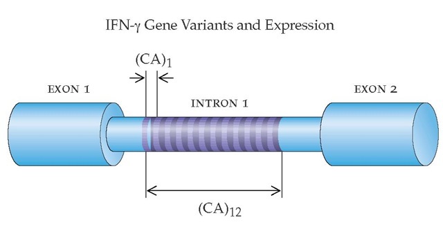 Illustration of a short tandem repeat (STR) polymorphism within intron 1 of the interferon gamma (IFN-y) gene. STR polymorphisms in this intron differ according to the number of repetitions of the cytosine-arginine (CA) motif. The allelic variant with 12 tandem repeats [(CA^)] is associated with higher IFN-y production. 