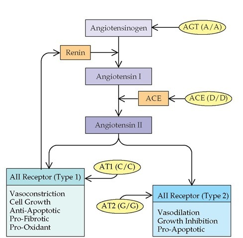 The renin-angiotensin system is illustrated, along with proven variants of genes responsible for its components. The variant genes indicated are thought to result in a quantitative increase in function in the system. The final hormone, angiotensin II (AII), has a variety of vasoactive, inflammatory, or anti-inflammatory effects, which appear to be dependent on the receptor that is engaged. (ACE— angiotensin-converting enzyme; AGT—angiotensinogen; AT1— angiotensin type 1 receptor; AT2—angiotensin type 2 receptor) 