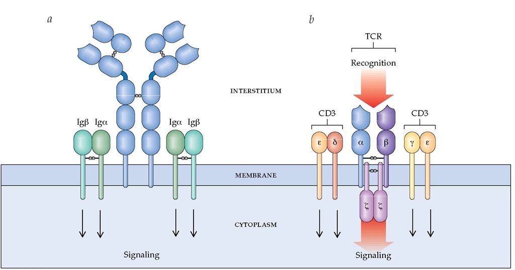 (a) Cell surface membrane immunoglobulins form a complex with the proteins Iga and Igp. Iga and Igp are linked by disulfide bonds, but the exact stoichiometry is unknown. The exact ratio of these two proteins to each immunoglobulin molecule is also unknown. (b) The TCR-CD3 complex is shown. A T cell receptor for antigens is composed of six distinct polypeptide chains. Two of the chains, a and p, are the disulfide-bonded chains of the heterodimer TCR that binds to antigen. The four other chains—y, 8, and two e chains—are collectively called CD3. CD3 associates with TCR and transports it to the T cell surface. When antigen binds to the TCR, CD3, along with a homodimer of Z chains, sends a signal to the nucleus, via intracellular signaling pathways. Specific genes are then transcribed, and cytokines, chemokines, and other immunodulatory molecules are produced that mediate the antigen-specific immune response. 